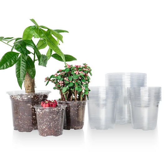 Transparent Plastic Planter with Drainage Holes