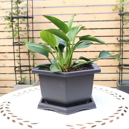 Bonsai Pot Trays Planter