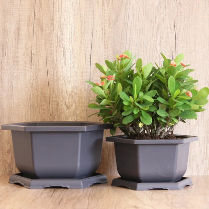 Bonsai Pot Trays Planter