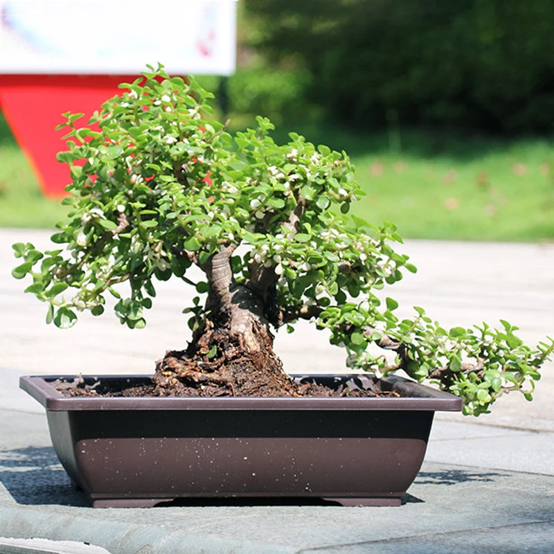 Bonsai Pot Trays Planter